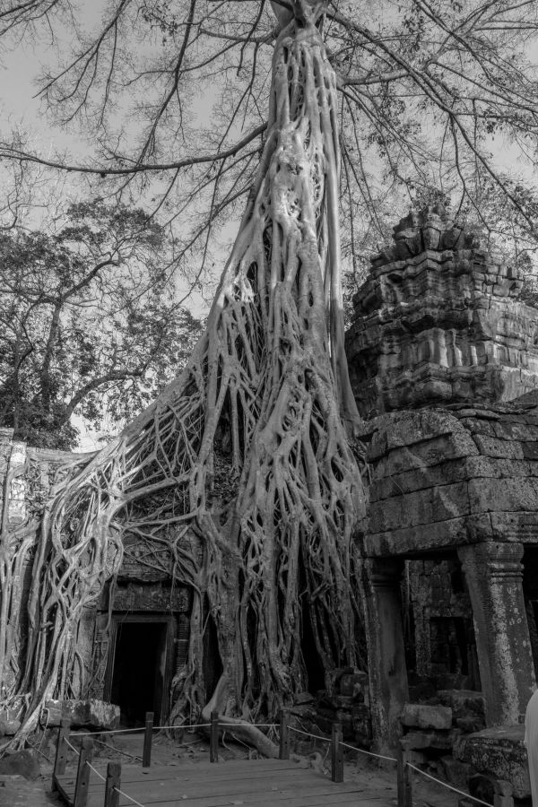 ta prohm-139.jpg